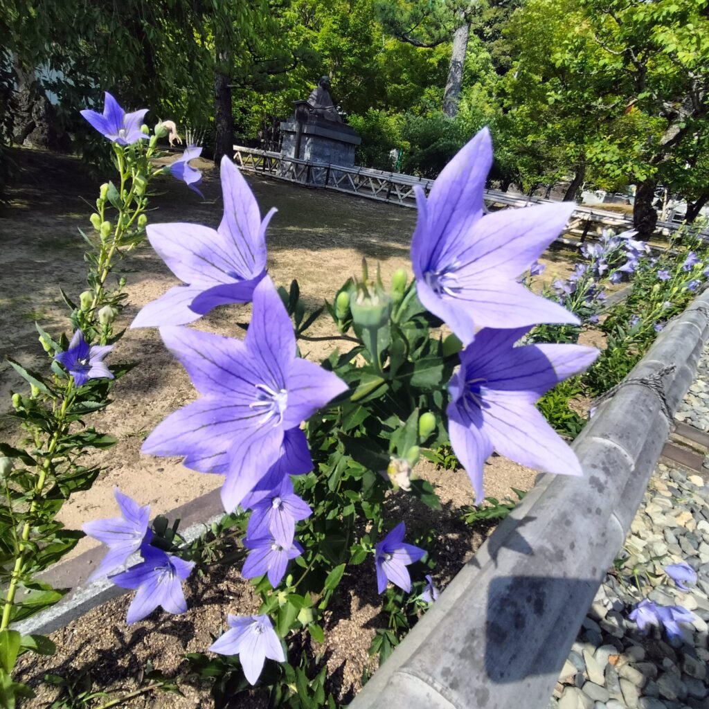 紫陽花の名所！智積院はあじさい園が無料で楽しめる穴場