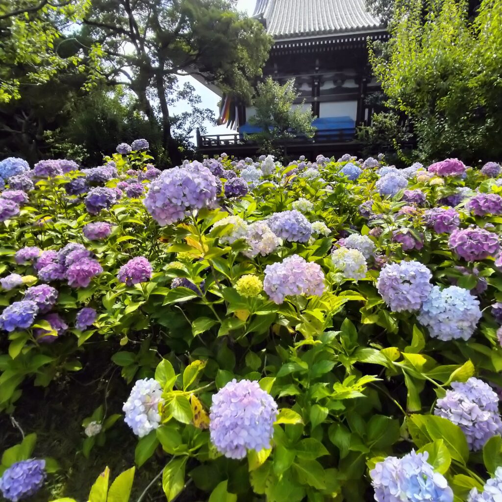 紫陽花の名所！智積院はあじさい園が無料で楽しめる穴場