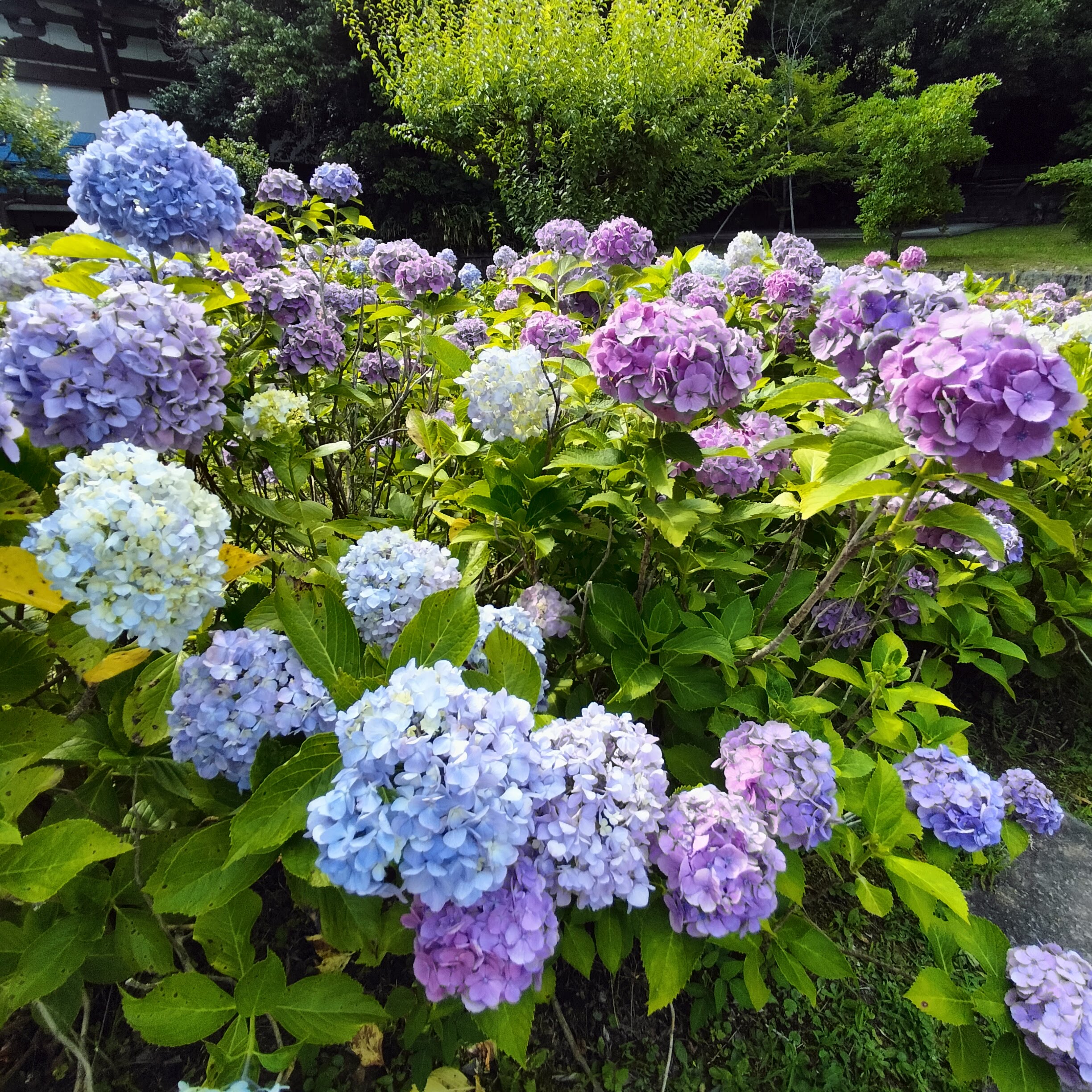 紫陽花の名所！智積院はあじさい園が無料で楽しめる穴場