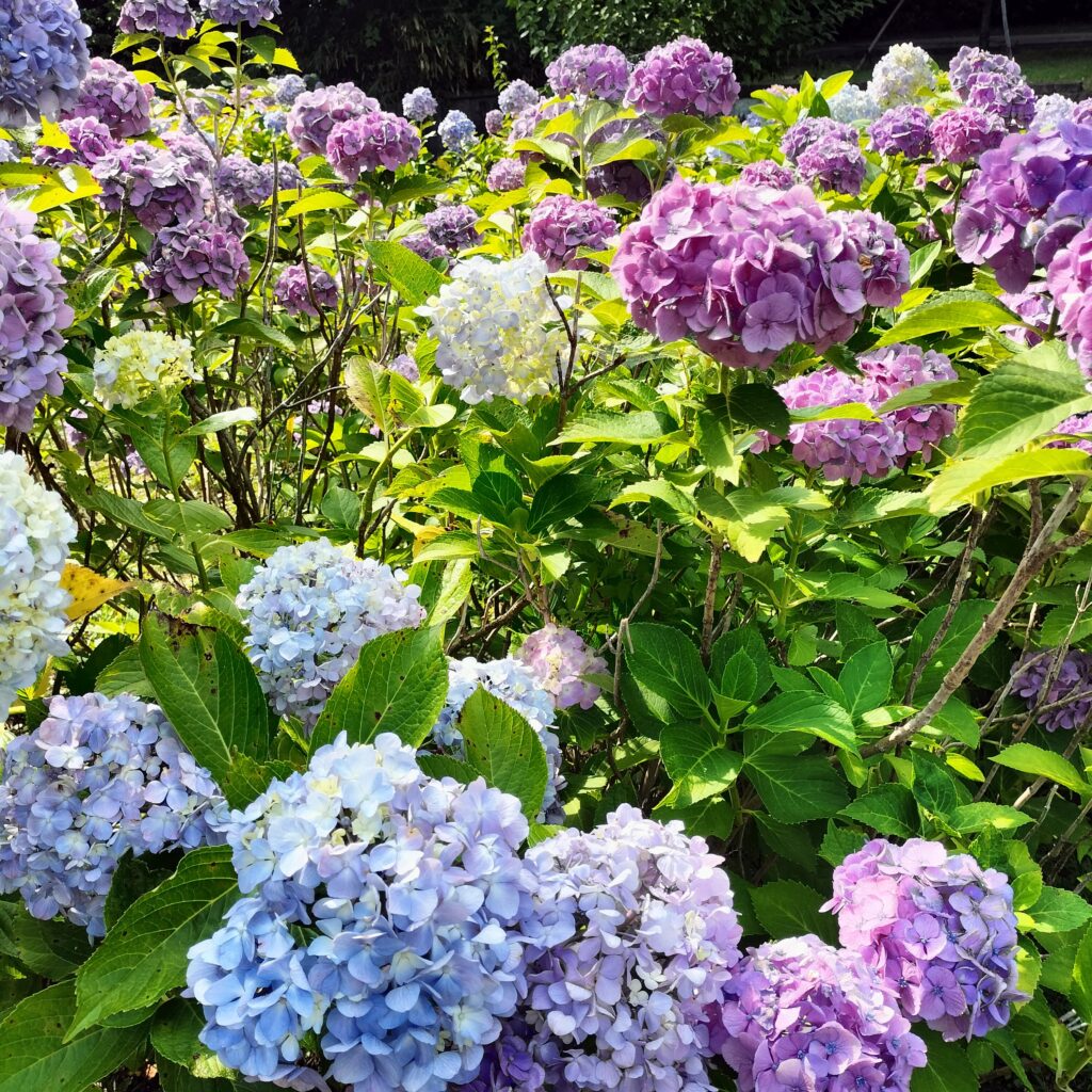 紫陽花の名所！智積院はあじさい園が無料で楽しめる穴場