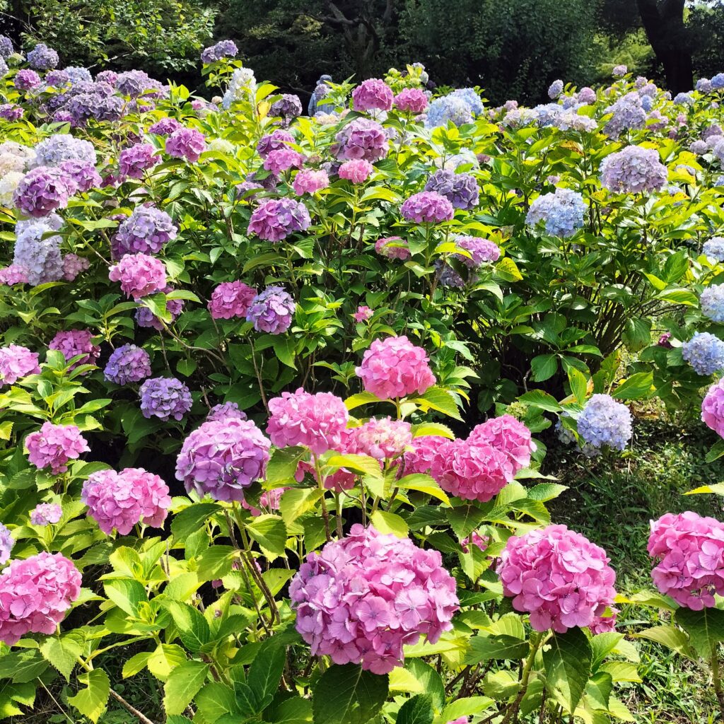 紫陽花の名所！智積院はあじさい園が無料で楽しめる穴場