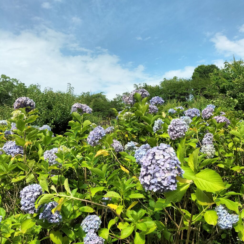 紫陽花の名所！智積院はあじさい園が無料で楽しめる穴場