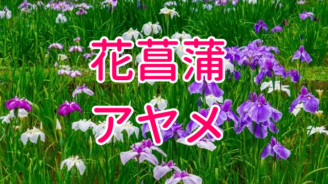 夏の花　花菖蒲