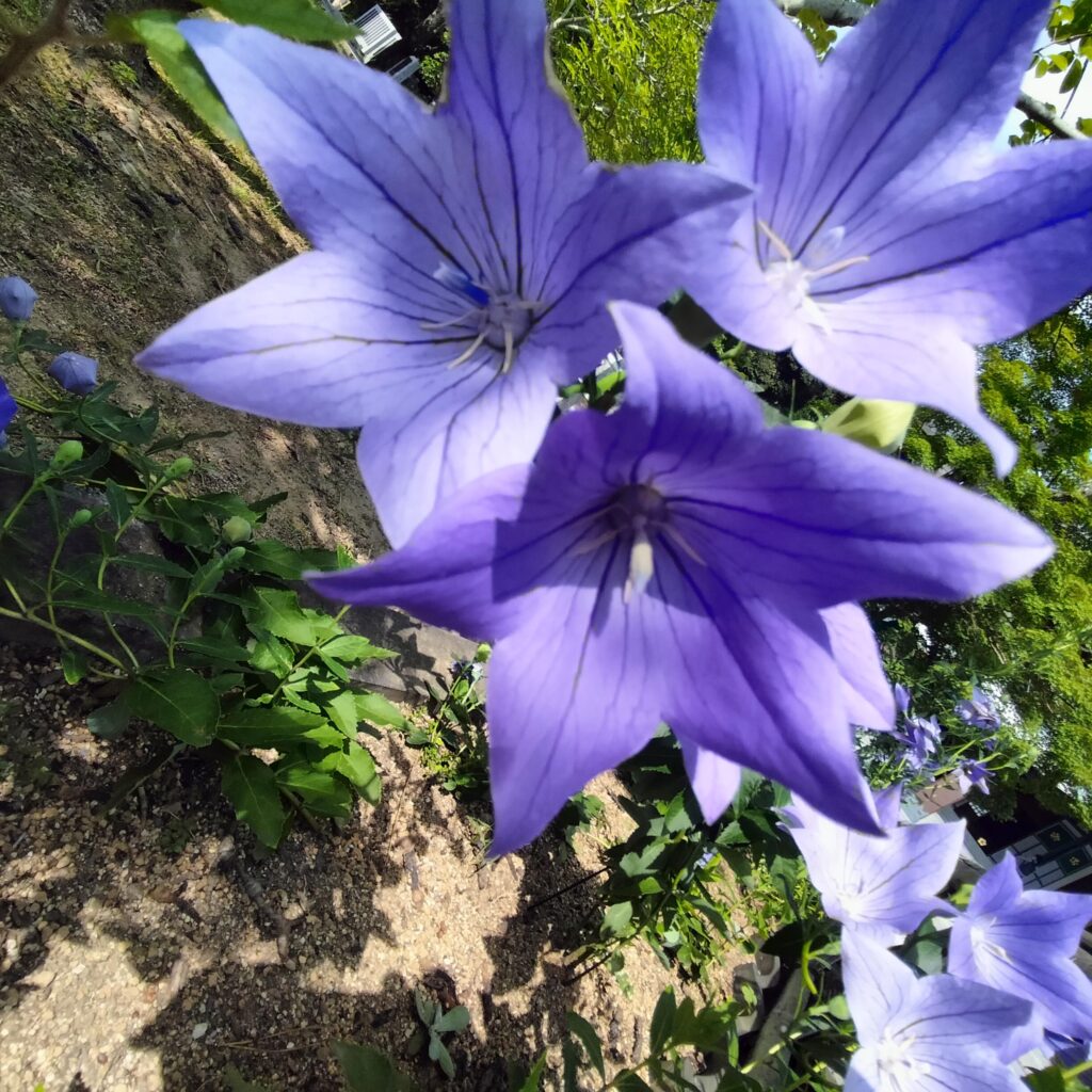 紫陽花の名所！智積院はあじさい園が無料で楽しめる穴場