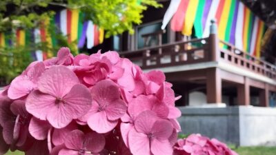 紫陽花の名所！智積院はあじさい園が無料で楽しめる穴場