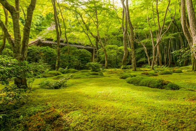 祇王寺の概要