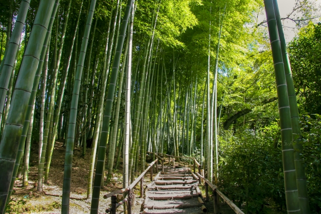 高台寺の概要