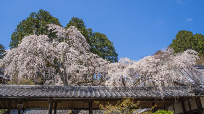 十輪寺(じゅうりんじ)