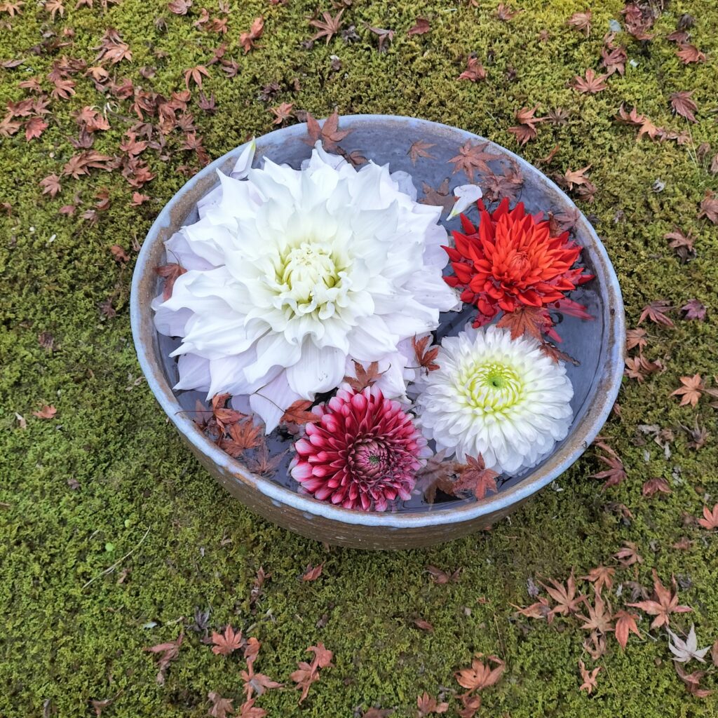 【勝林寺の花手水】秋のライトアップは紅葉と花が楽しめる