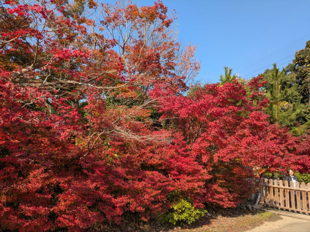 京都 穴場 紅葉スポット　鍬山神社