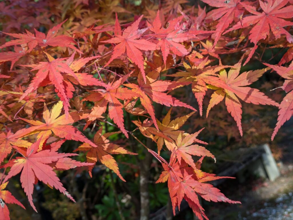 京都 穴場 紅葉スポット　鍬山神社