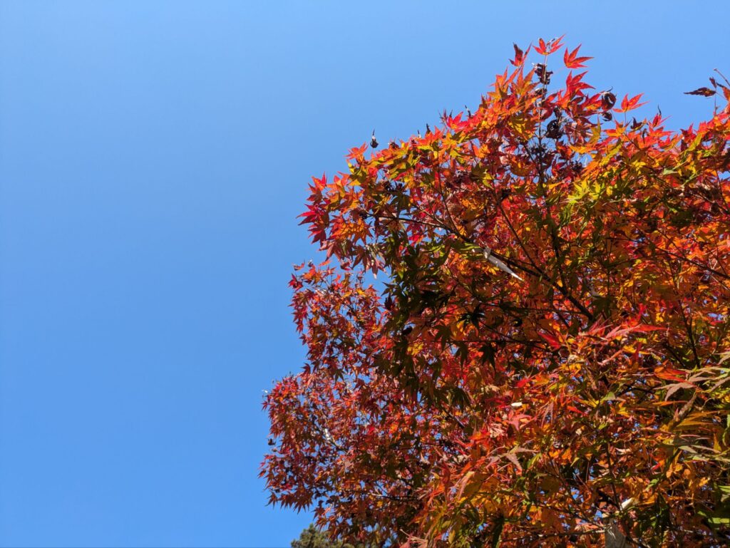 京都 穴場 紅葉スポット　鍬山神社